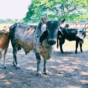 Composición fotográfica que muestra a los productores David Fernando Romero y Leyla Pérez junto a ejemplares de ganado bovino de registro entregados en Tabasco.