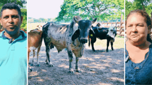 Composición fotográfica que muestra a los productores David Fernando Romero y Leyla Pérez junto a ejemplares de ganado bovino de registro entregados en Tabasco.