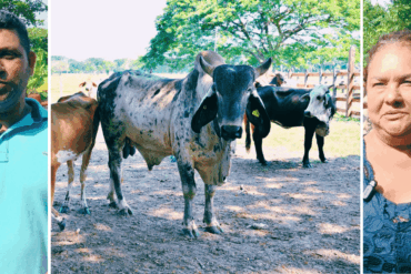 Composición fotográfica que muestra a los productores David Fernando Romero y Leyla Pérez junto a ejemplares de ganado bovino de registro entregados en Tabasco.