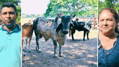 Composición fotográfica que muestra a los productores David Fernando Romero y Leyla Pérez junto a ejemplares de ganado bovino de registro entregados en Tabasco.