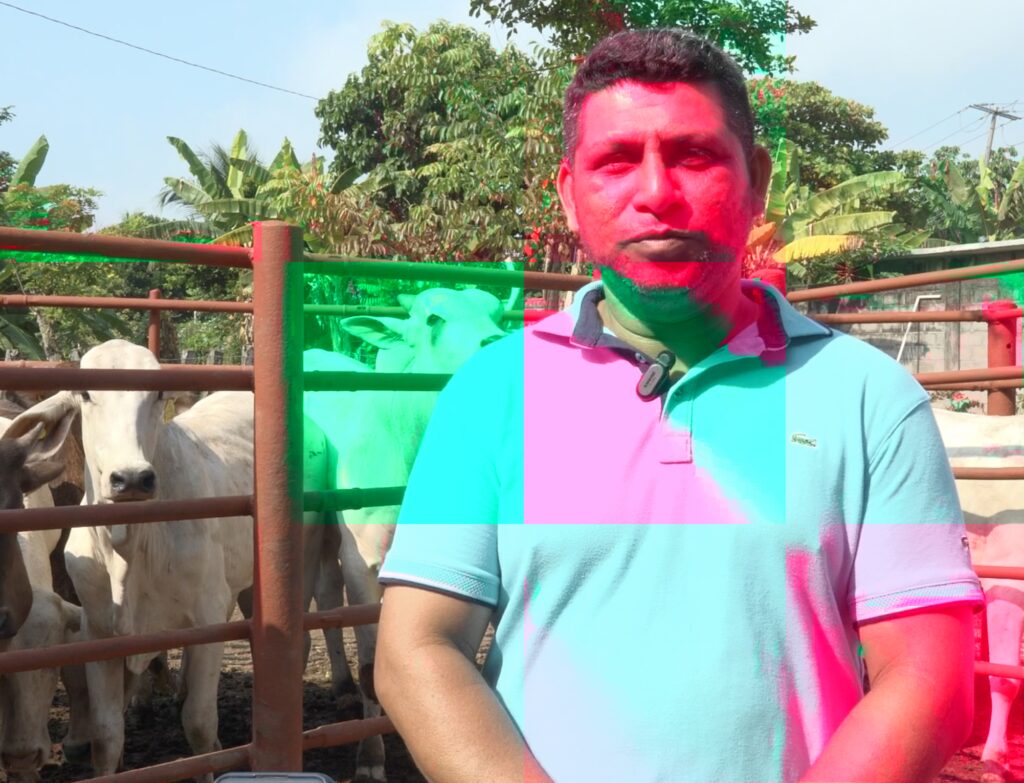 Productor ganadero David Fernando Romero Torres frente a sus nuevos semovientes en Huimanguillo, Tabasco.
