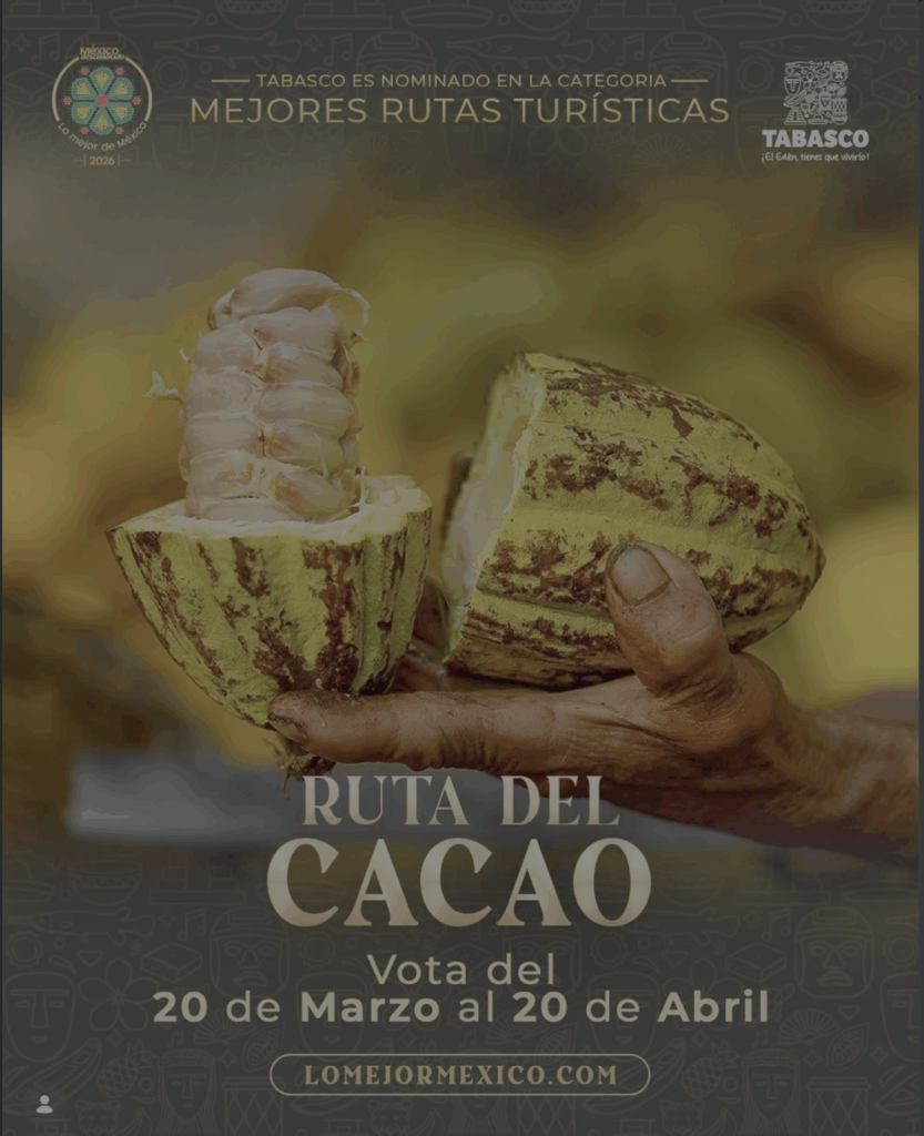 Mazorca de cacao abierta sostenida en la mano, mostrando semillas frescas en proceso inicial de producción en Tabasco.