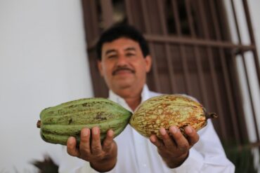 Productores de cacao en Comalcalco, Tabasco participan en proyecto de Chocolate Bienestar impulsado por el Gobierno de México.