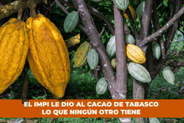 Mazorcas de cacao maduras e inmaduras colgando de los árboles en una plantación de la región Chontalpa de Tabasco, con frutos amarillos y verdes característicos de las variedades criollo y forastero.