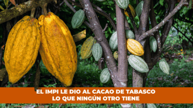 Mazorcas de cacao maduras e inmaduras colgando de los árboles en una plantación de la región Chontalpa de Tabasco, con frutos amarillos y verdes característicos de las variedades criollo y forastero.