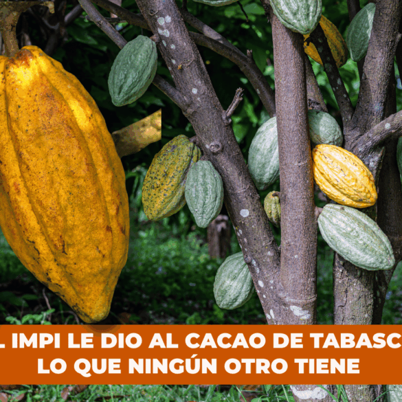 Mazorcas de cacao maduras e inmaduras colgando de los árboles en una plantación de la región Chontalpa de Tabasco, con frutos amarillos y verdes característicos de las variedades criollo y forastero.
