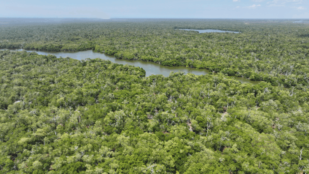 Vista aérea de los manglares y cuerpos lagunares de la Reserva Cinco Lagunas en Tabasco.