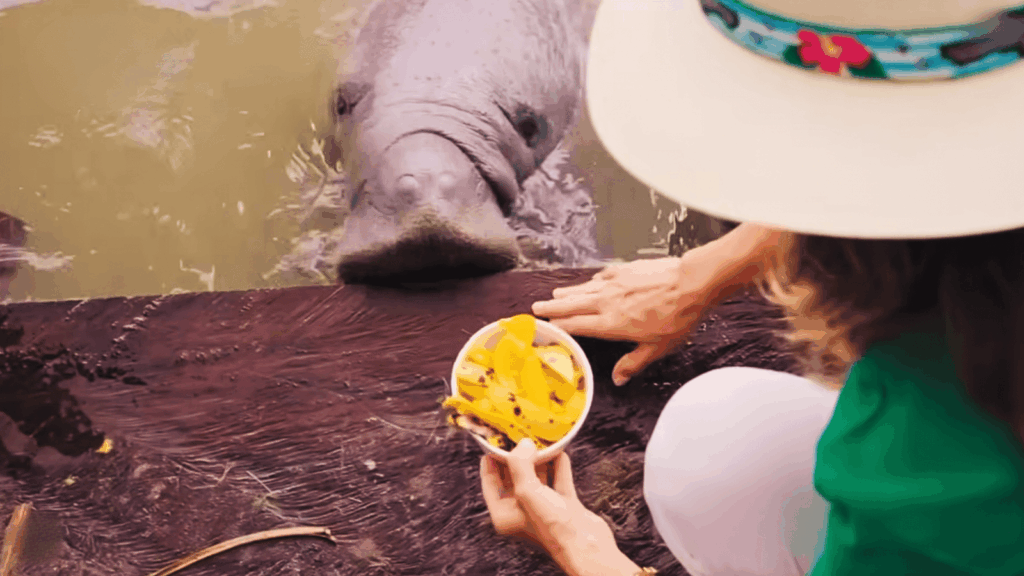 Montserrat Oliver alimentando con mango a la manatí Canela desde el muelle de madera del Santuario Jonuteek, Jonuta, Tabasco