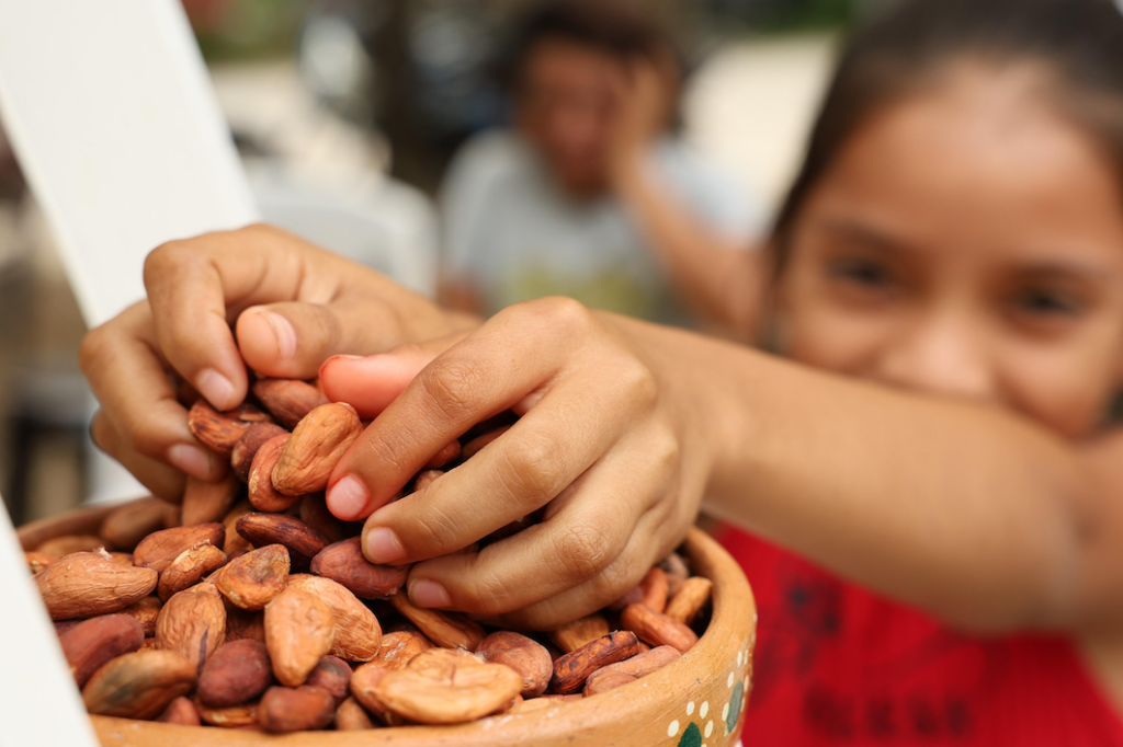 Manos seleccionan semillas de cacao producidas en una comunidad campesina de Tabasco