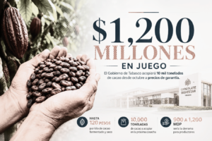 Ilustración editorial sobre el nuevo precio de garantía del cacao en Tabasco, con granos de cacao en primer plano y la proyección de una derrama de hasta 1,200 millones de pesos por el acopio de 10 mil toneladas.