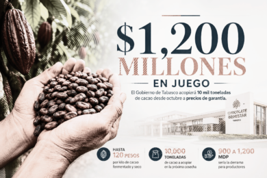 Ilustración editorial sobre el nuevo precio de garantía del cacao en Tabasco, con granos de cacao en primer plano y la proyección de una derrama de hasta 1,200 millones de pesos por el acopio de 10 mil toneladas.