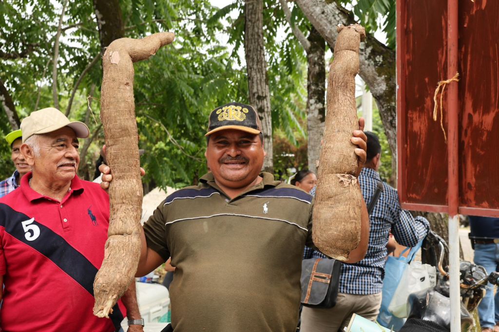 Productores de Macuspana muestran grandes piezas de yuca cultivadas en sus parcelas