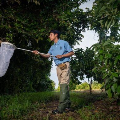 Investigadores de la UJAT estudian abejas nativas en la Reserva de la Biosfera Wanha’