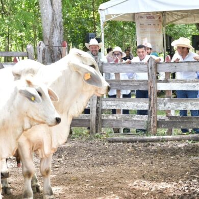 Javier May observa ganado durante la supervisión del Crédito Ganadero en Balancán