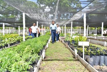Javier May recorre un vivero de Sembrando Vida en Rancho Grande, Tenosique