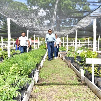 Javier May recorre un vivero de Sembrando Vida en Rancho Grande, Tenosique