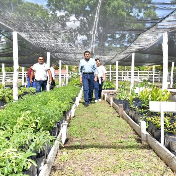 Javier May recorre un vivero de Sembrando Vida en Rancho Grande, Tenosique