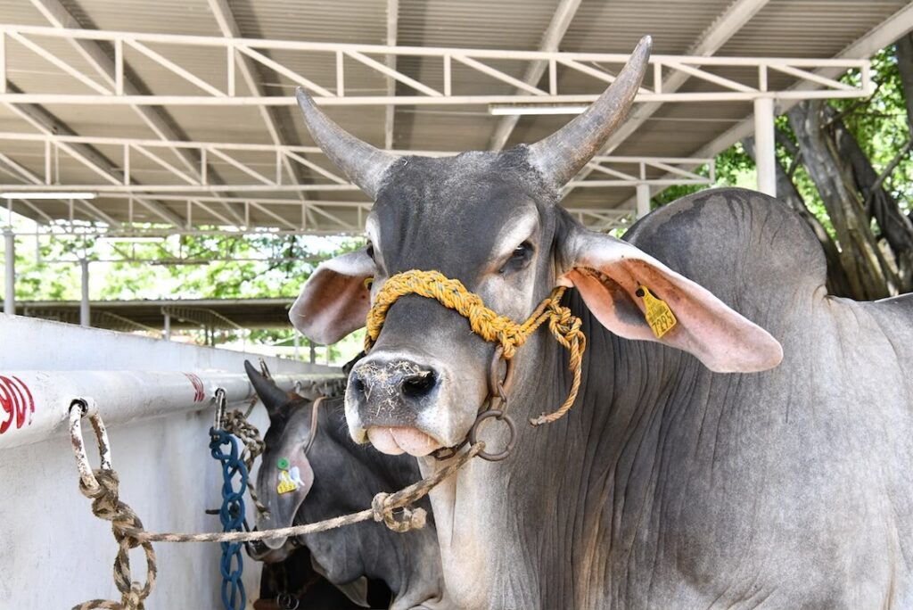 Ejemplar de ganado cebú con arete de registro, parte de los 796 animales que se exhibirán en la Muestra Mexicana del Cebú