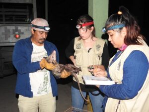 Tlacuache en Tabasco, especie estudiada por investigadores de la UJAT para contribuir a su conservación