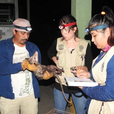 Tlacuache en Tabasco, especie estudiada por investigadores de la UJAT para contribuir a su conservación