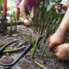 Equipo del Laboratorio de Manglares Interiores de la UJAT durante las actividades de restauración ecológica en la Reserva Wanha’