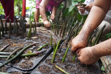 Equipo del Laboratorio de Manglares Interiores de la UJAT durante las actividades de restauración ecológica en la Reserva Wanha’