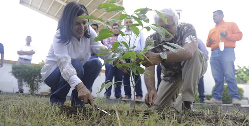 Dos personas plantan un árbol durante una actividad de reforestación en Tabasco