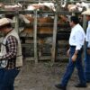 Gobernador Javier May recorre corrales de ganado bovino durante el arranque del barrido sanitario en Cárdenas, Tabasco