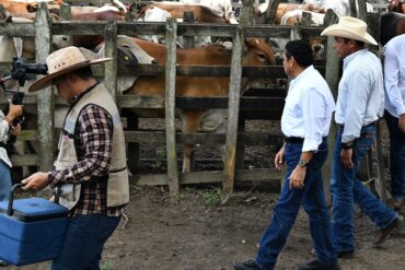Gobernador Javier May recorre corrales de ganado bovino durante el arranque del barrido sanitario en Cárdenas, Tabasco