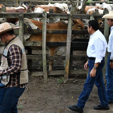 Gobernador Javier May recorre corrales de ganado bovino durante el arranque del barrido sanitario en Cárdenas, Tabasco