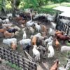 Vista aérea de un corral con decenas de cabezas de ganado bovino en una comunidad pecuaria de Macuspana, Tabasco