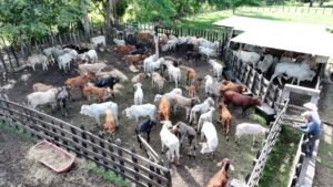 Vista aérea de un corral con decenas de cabezas de ganado bovino en una comunidad pecuaria de Macuspana, Tabasco