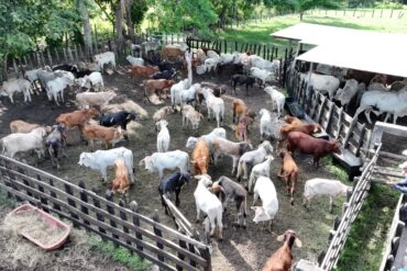 Vista aérea de un corral con decenas de cabezas de ganado bovino en una comunidad pecuaria de Macuspana, Tabasco