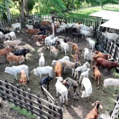 Vista aérea de un corral con decenas de cabezas de ganado bovino en una comunidad pecuaria de Macuspana, Tabasco
