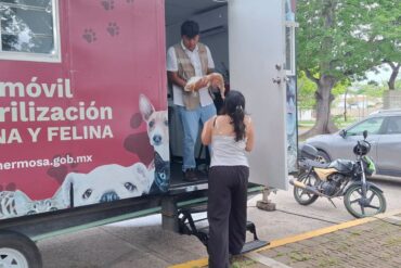Jornada de esterilización y vacunación gratuita para perros y gatos en el parque La Choca, en Villahermosa.
