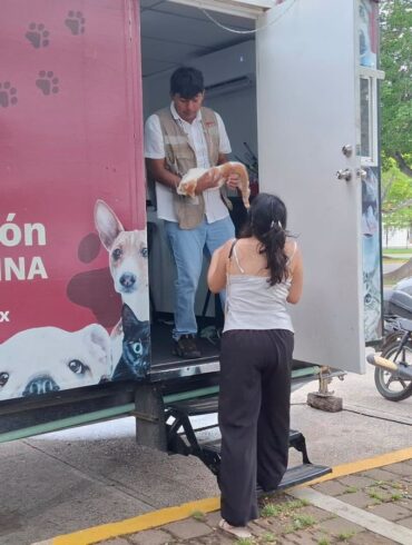 Jornada de esterilización y vacunación gratuita para perros y gatos en el parque La Choca, en Villahermosa.
