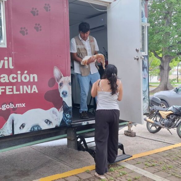 Jornada de esterilización y vacunación gratuita para perros y gatos en el parque La Choca, en Villahermosa.