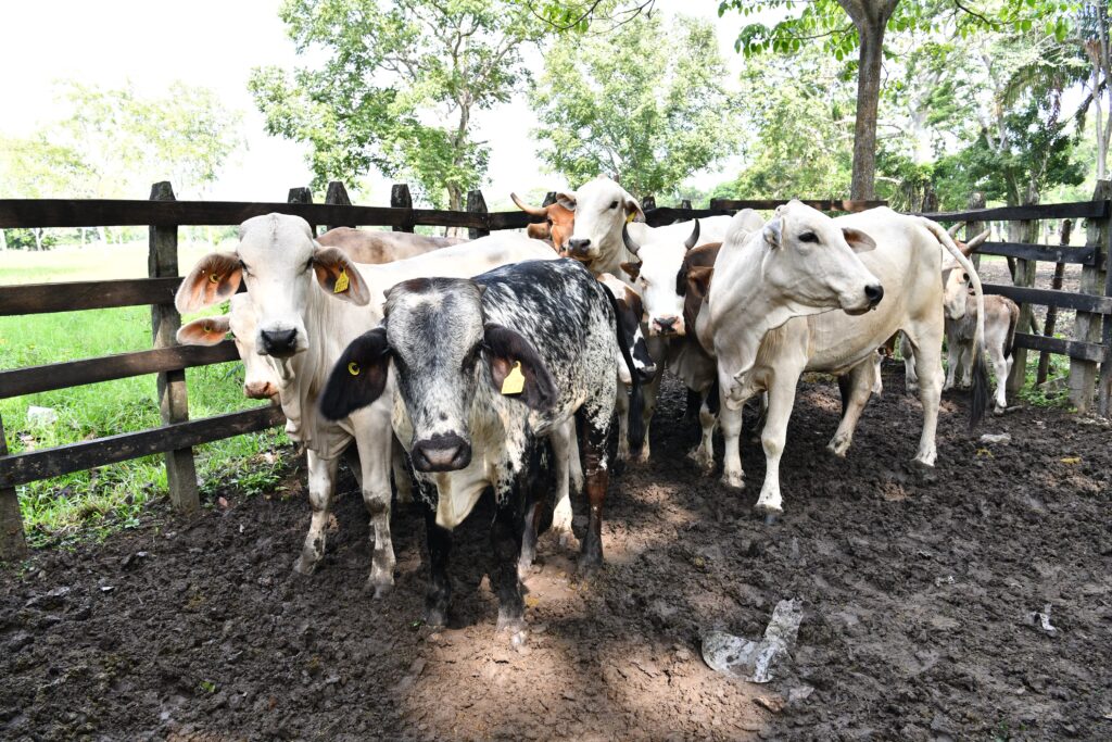 Reses con aretes amarillos de identificación en un corral de Cárdenas, Tabasco