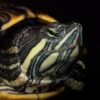 Tortugas de agua dulce de Tabasco, tema de investigación sobre conservación y biodiversidad.