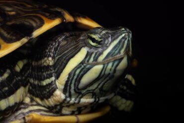 Tortugas de agua dulce de Tabasco, tema de investigación sobre conservación y biodiversidad.
