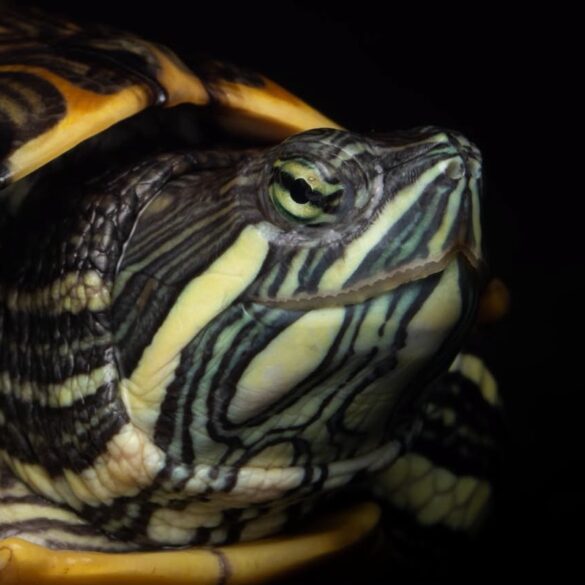 Tortugas de agua dulce de Tabasco, tema de investigación sobre conservación y biodiversidad.